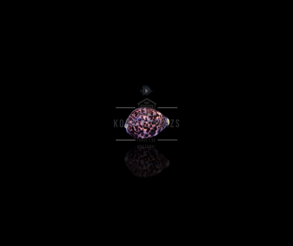 Cypraea Tigris